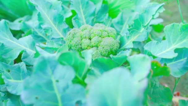 Mogen Broccoli Växer Trädgården Saftigt Rika Friska Grönsaker Högkvalitativ Fullhd — Stockvideo