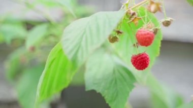 Bir daldan ahududu topluyorum, yakın plan. Yüksek kalite 4k görüntü