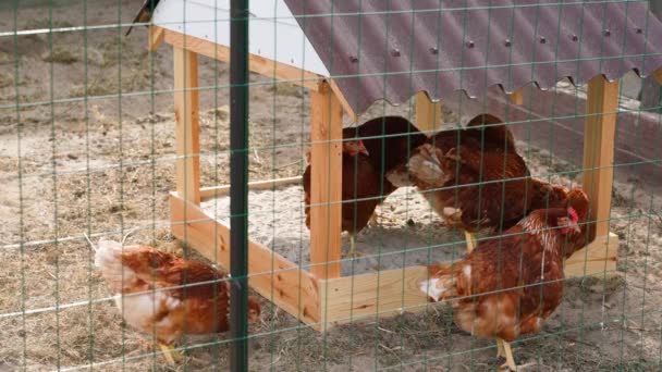Homokozó Csirkék Számára Egy Szabadtéri Ketrecben Sétáláshoz Barna Tojótyúkok Sétálnak — Stock videók