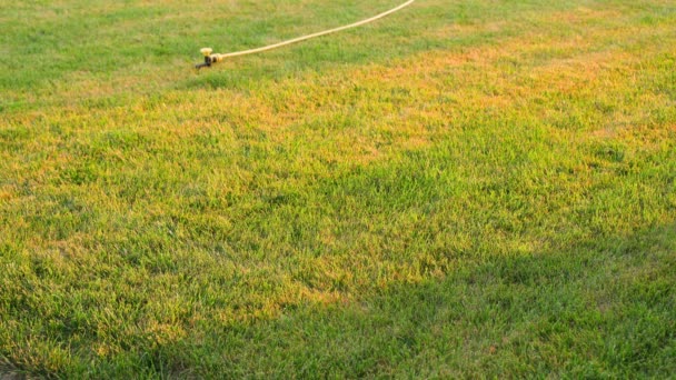 傍晚时分 日落时分 打开草坪浇灌 高质量的4K镜头 — 图库视频影像