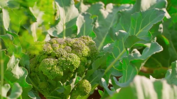 Brócolos Crescendo Uma Plantação Close Câmera Paralaxe Torno Brócolis Imagens — Vídeo de Stock