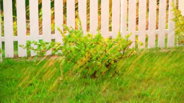 Młody Ogród Krzakami Zieloną Trawą Białym Drewnianym Ogrodzeniem Letni Wieczór — Wideo stockowe