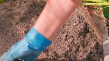 Eldiven giymiş bir kadın sebze bahçesinde patates bulur, ağır çekimde. Yüksek kaliteli FullHD görüntüler