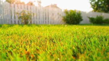 Gün batımında çimenlerin üzerine bir damla su düşer, yakın plan. Bir yaz akşamında çimenleri sulamak, arka plan. Yüksek kaliteli FullHD görüntüler