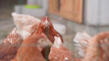 Lohmann Brown 'ın genç tavukları bir çitin arkasındaki kuşhanede, yakın planda. Yüksek kaliteli FullHD görüntüler