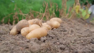 Patatesleri arka planda kürekle kazmak, ekinleri ön planda toplamak. Yüksek kalite 4k görüntü