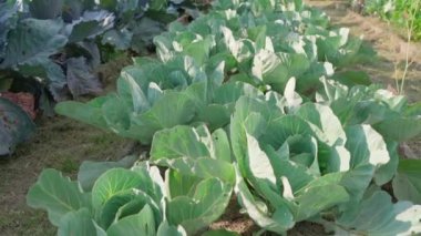 Kamera, küçük bir ev bahçesinde büyüyen beyaz lahana yatağından kalkıyor. Yüksek kaliteli FullHD görüntüler