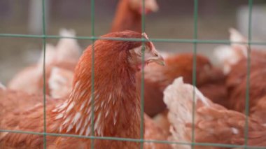 Tavuklar çitin kenarına yakın, yakın plan. Hayvanlar için çit. Yüksek kaliteli FullHD görüntüler