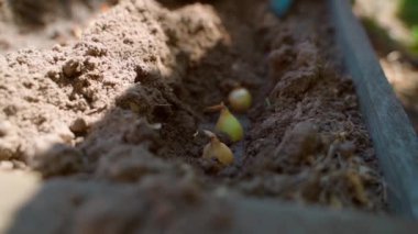 Taze ekilmiş soğanlar toprağa gömülür, yakın plan. Bahçe yatağına sonbahar soğanı ekiyorum. Kauçuk eldivenli bir el bahçede işe yarar. Yüksek kaliteli FullHD görüntüler