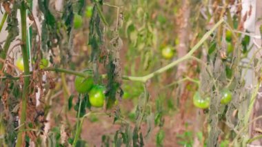 Olgunlaşmamış yeşil domatesli kurumuş çalı, yakın plan. Bahçe işleri ve sebze yetiştirmek için kötü bir mevsim. Yüksek kalite 4k görüntü