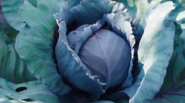 Bir sebze bahçesinde yemyeşil bir çalılıkta büyüyen kırmızı bir lahana başı, yakın plan. Yüksek kaliteli FullHD görüntüler