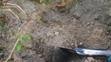 Toprağı kürekle kazıp kayıp patatesleri ararken yavaş çekimde yakınlaşmak. Yüksek kaliteli FullHD görüntüler