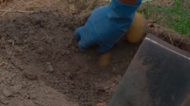 Bahçenin toprağına saklanmış iyi patates kökleri yakın plan eldivenli bir el tarafından bulunur. Beyaz patates topluyorum. Yüksek kalite 4k görüntü