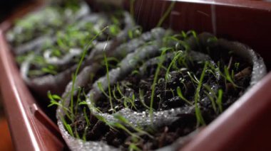 Genç fideleri suyla ıslatıyorlar, yakından. Ekmeğin içinde fidanlar yetişiyor. Yüksek kalite 4k görüntü