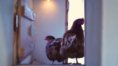 Tavuk kümesinde küçük bir kare pencere. Genç yumurtlayan tavuklar kahverengi renklidir. Yüksek kaliteli FullHD görüntüler