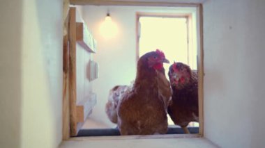 Lohmann kahverengi cinsinin meraklı tavukları ilgilenir ve pencereden dışarı bakarlar. Hobi olarak küçük bir kümes hayvanı çiftliği. Yüksek kalite 4k görüntü