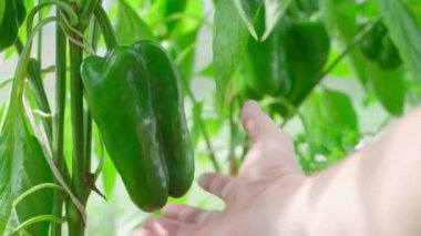 Bir çiftçi serada yetişen büyük yeşil tatlı biberi inceliyor. Bir el büyüyen bir dolma biberi çevirir, yakın plan. Yüksek kalite 4k görüntü