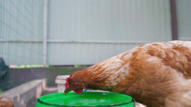 Lohmann kahverengi tavuklar otlakta su içiyorlar, yakın plan. Yüksek kalite 4k görüntü