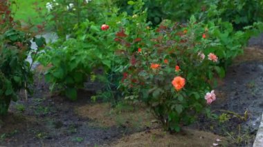 Çiçek açan portakallı tespih, rüzgarlı yağmurda. Kuraklıktan sonra sağanak yağış. Yüksek kalite 4k görüntü