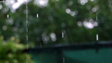 Yağmurdan sonra damlalar damlıyor, arka planda bulanıklık var. Yaz yağmuru. Yüksek kaliteli FullHD görüntüler