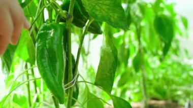 Bir el yaprağı itiyor ve çiftlikte yetişen yeşil tatlı biberi gösteriyor, yakın plan. Yüksek kalite 4k görüntü