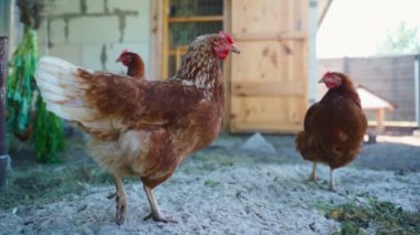 Kahverengi tavuklar tavuk kümesinin yanındaki çayırda yürüyorlar, yakın plan. Pürüzsüz kamera hareketi. Yüksek kaliteli FullHD görüntüler
