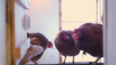 Tavuk kümesinde genç tavuklar var. Kahverengi tavuklar yumurtluyor. Yüksek kalite 4k görüntü