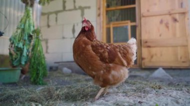 Kümesin yakınında genç kahverengi bir tavuğun yakın çekimi. Yüksek kaliteli FullHD görüntüler