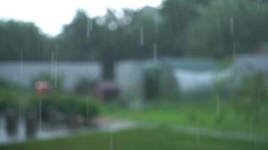 Arka plan bulanık, yağmur damlaları damlıyor. Kırsalda sonbahar havası. Yüksek kalite 4k görüntü