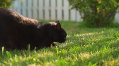 Güzel bir kara kedi pençelerini çimlerde, doğada ve günbatımında keskinleştirir. Yüksek kaliteli FullHD görüntüler