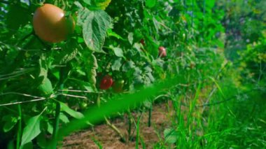 Büyüyen kırmızı domatesli bir sebze bahçesi, pürüzsüz kamera hareketi. Yüksek kaliteli FullHD görüntüler
