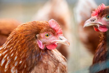 İki tavuk birbirine yakından bakıyor..