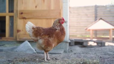 Küçük bir çiftlikte yürüyüş yapan bir Lohmann Brown tavuğu. Yüksek kaliteli FullHD görüntüler