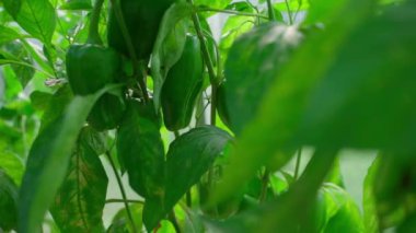 Yeşil dolmalık biber serada yetişiyor, düzgün kamera hareketi. Yakın plan. Yüksek kaliteli FullHD görüntüler