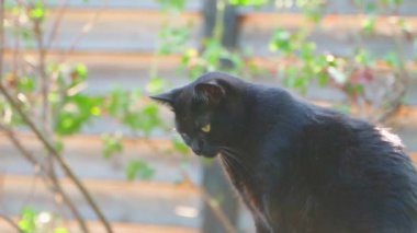 Bir banliyö bölgesindeki siyah bir kedinin yakın çekimi bir fare popülasyonunu izliyor. Pürüzsüz kamera parallax. Yüksek kaliteli FullHD görüntüler