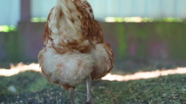 The camera smoothly flies up to the butt of a light brown chicken. Close-up. High quality FullHD footage