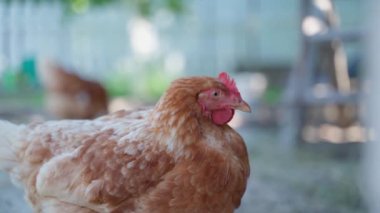 Lohmann Brown cinsinin tavukları otlakta özgürce dolaşır. Küçük bir kümes hayvanı çiftliği. Yüksek kaliteli FullHD görüntüler