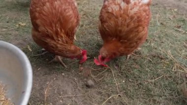 Yamyamlık gözlüklü tavuklar yürüyüşe çıkmış. Tavuklardaki agresif döneme karşı savaş. Gagalamaya karşı gözlük. Yüksek kalite 4k görüntü