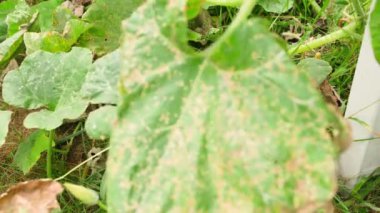 Bir el, arkasında büyüyen yeşil bir balkabağının saklandığı büyük bir yaprağı itiyor. Yüksek kalite 4k görüntü