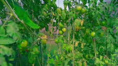 Yeşil domatesli bir sera. Kameranın yavaş çekimleri. Yüksek kaliteli FullHD görüntüler