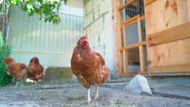 Kırsalda küçük bir kümes hayvanı çiftliği. Tavuk kümesinin arka planında genç bir tavuk. Yüksek kaliteli FullHD görüntüler