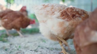 Kamera güzel tüylü açık kahverengi bir tavuğu takip ediyor. Yüksek kaliteli FullHD görüntüler
