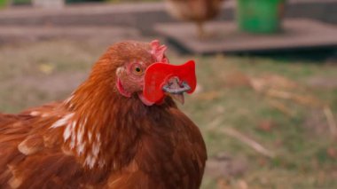 Kyiv, Ukrayna - 25 Eylül 2024: Kırmızı gözlüklü tavuk. Yüksek kaliteli FullHD görüntüler