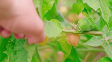Farklı olgunluktaki Physalis bir çiftlikte, yakın plantasyonda yetişir. Bir el, arkasında böğürtlenlerin saklı olduğu yeşil bir yaprağı itiyor. Yüksek kalite 4k görüntü