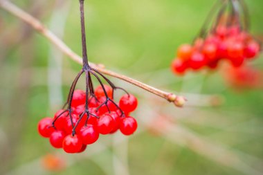 Red viburnum hanging on a bush after winter close-up on a blurred background. clipart