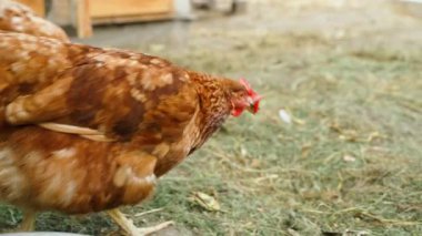 Kyiv, Ukrayna - 25 Eylül 2024: Gagalarında kırmızı gözlük olan genç kahverengi tavuklar. Agresif davranışlar sırasında tavukların korunması. Yüksek kalite 4k görüntü