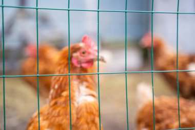 Bulanık arka planda tavuk, çit örgüsüne odaklan.