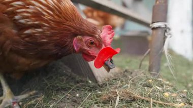 Kyiv, Ukrayna - 25 Eylül 2024: Yamyamlık gözlüğü takan tavuk. Yüksek kalite 4k görüntü