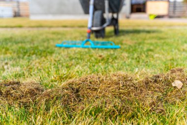 Kıştan sonra çimleri tırmıkladıktan sonra kuru ot miktarı. Baharda bahçe bakımı.