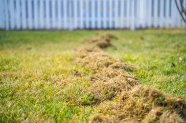 Çimleri kuru otlardan tarama işlemi.